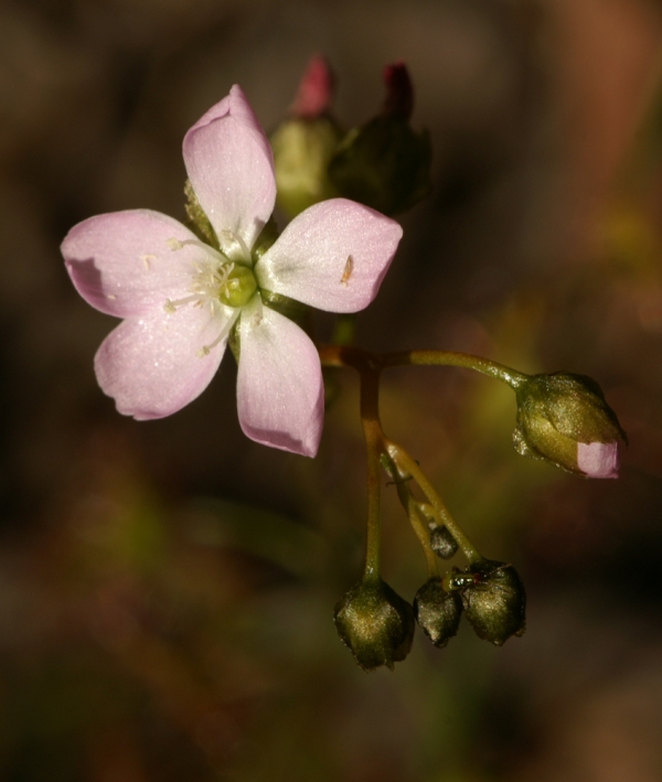 Drosera auriculata